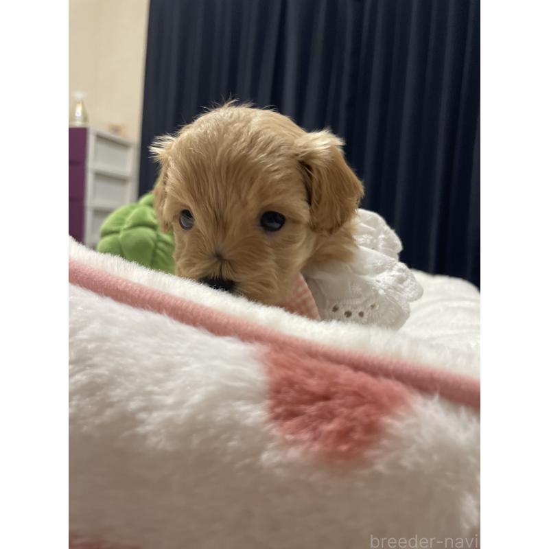 販売中の千葉県のマルプー:マルチーズ×トイプードル-455914の5枚目