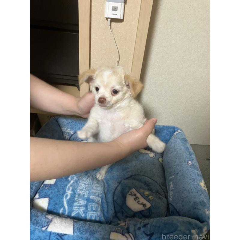 販売中の千葉県のチワワ(ロングコート)-455915の8枚目