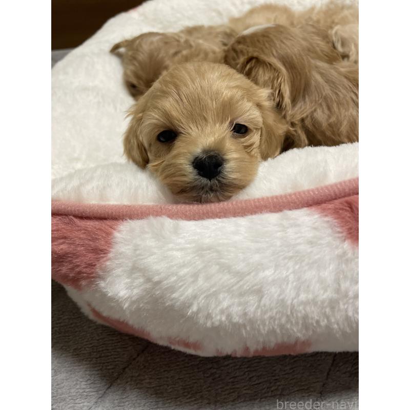 販売中の千葉県のマルプー:マルチーズ×トイプードル-455914の4枚目