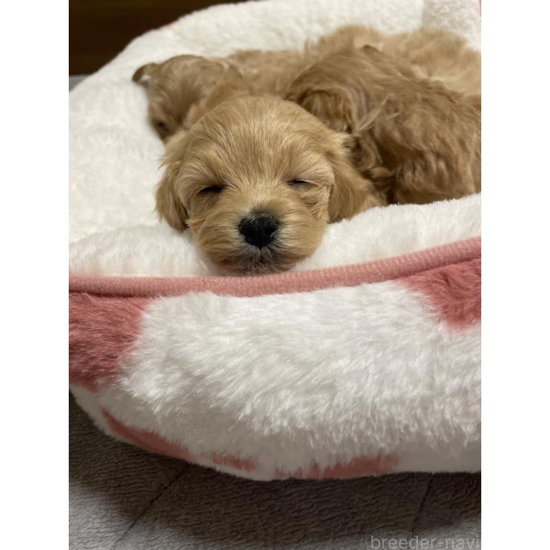 販売中の千葉県のマルプー:マルチーズ×トイプードル-455914の3枚目