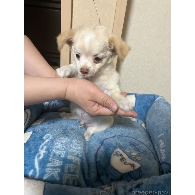 販売中の千葉県のチワワ(ロングコート)-455915の7枚目