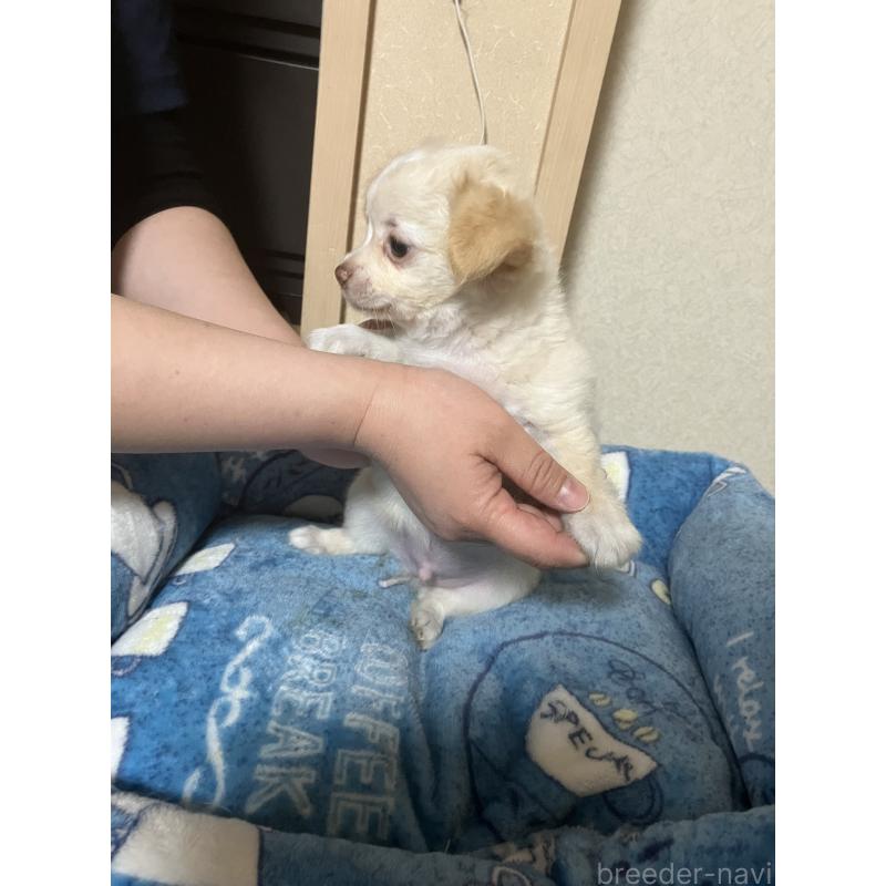 販売中の千葉県のチワワ(ロングコート)-455915の6枚目