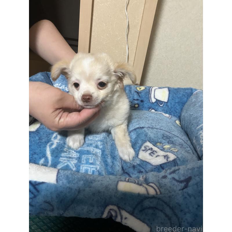 販売中の千葉県のチワワ(ロングコート)-455915の5枚目