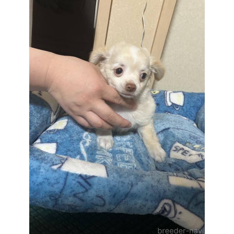 販売中の千葉県のチワワ(ロングコート)-455915の4枚目