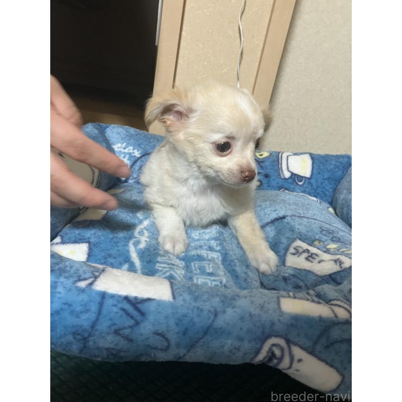 販売中の千葉県のチワワ(ロングコート)-455915の3枚目