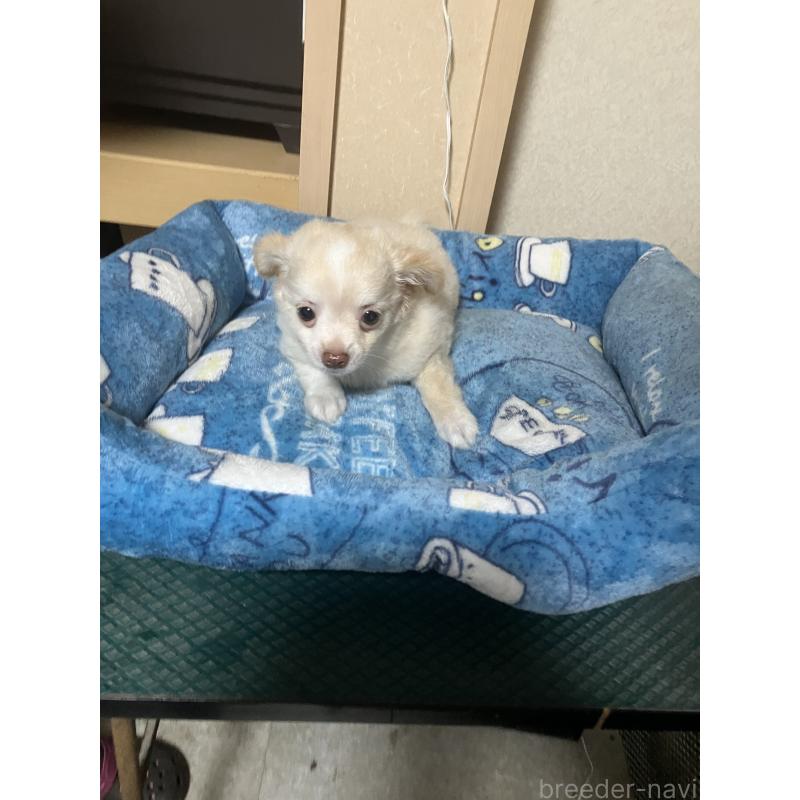 販売中の千葉県のチワワ(ロングコート)-455915の2枚目