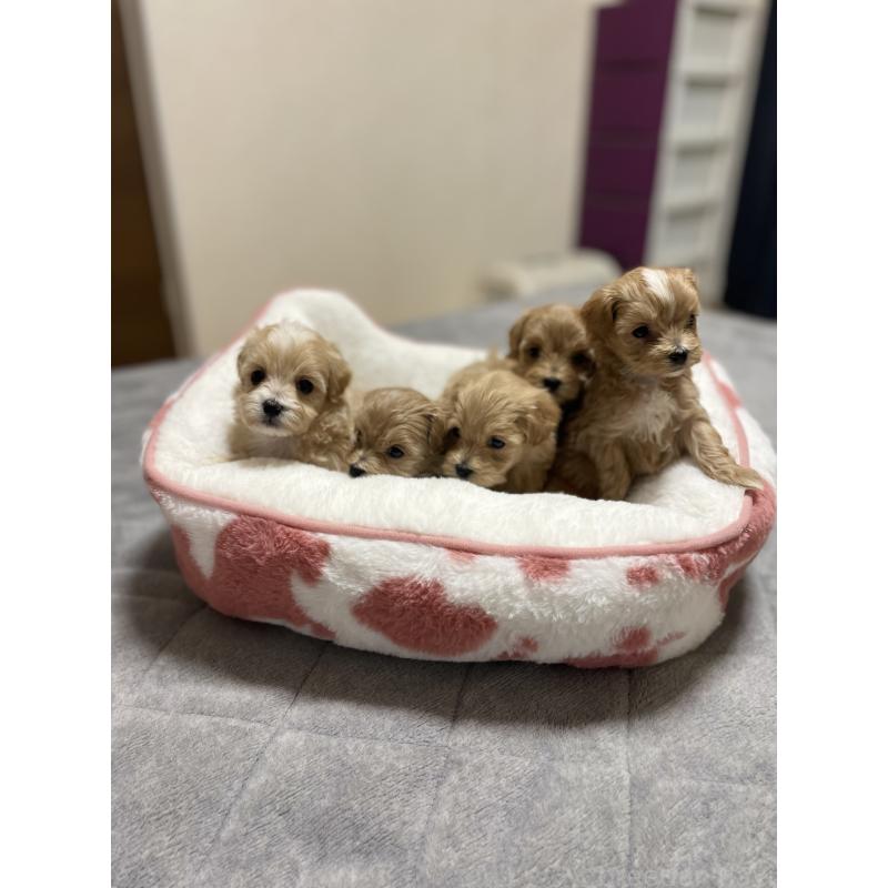 販売中の千葉県のマルプー:マルチーズ×トイプードル-455914の2枚目