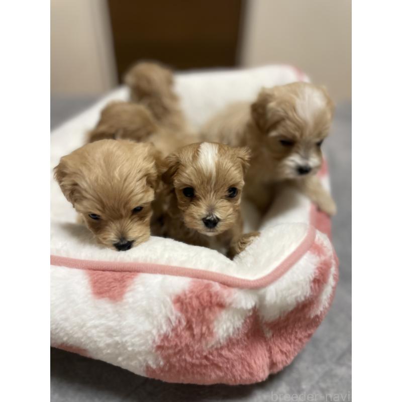 販売中の千葉県のマルプー:マルチーズ×トイプードル-454263の5枚目