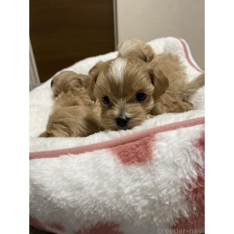 販売中の千葉県のマルプー:マルチーズ×トイプードル-454263の4枚目