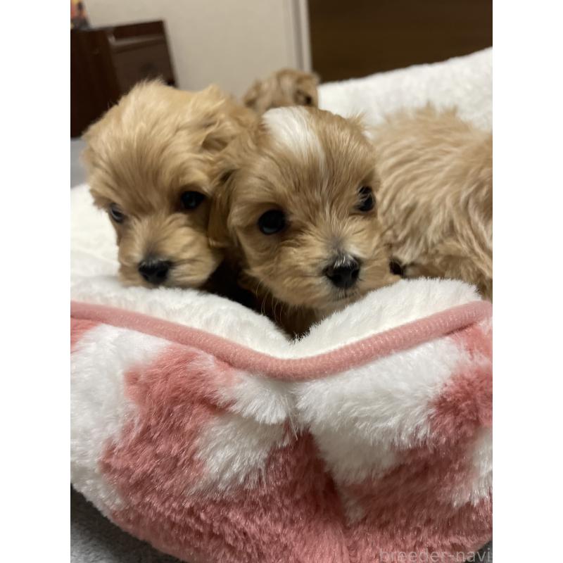 販売中の千葉県のマルプー:マルチーズ×トイプードル-454263の3枚目