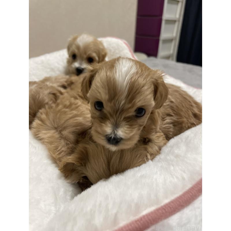 販売中の千葉県のマルプー:マルチーズ×トイプードル-454263の2枚目