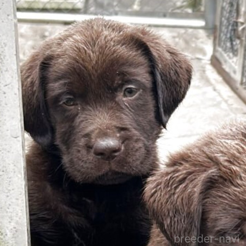 販売中の千葉県のラブラドールレトリーバー-454557