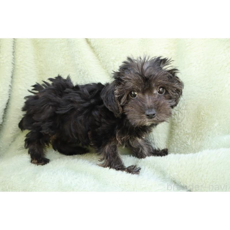 販売中の東京都のヨープー:ヨークシャーテリア×トイプードル-454303