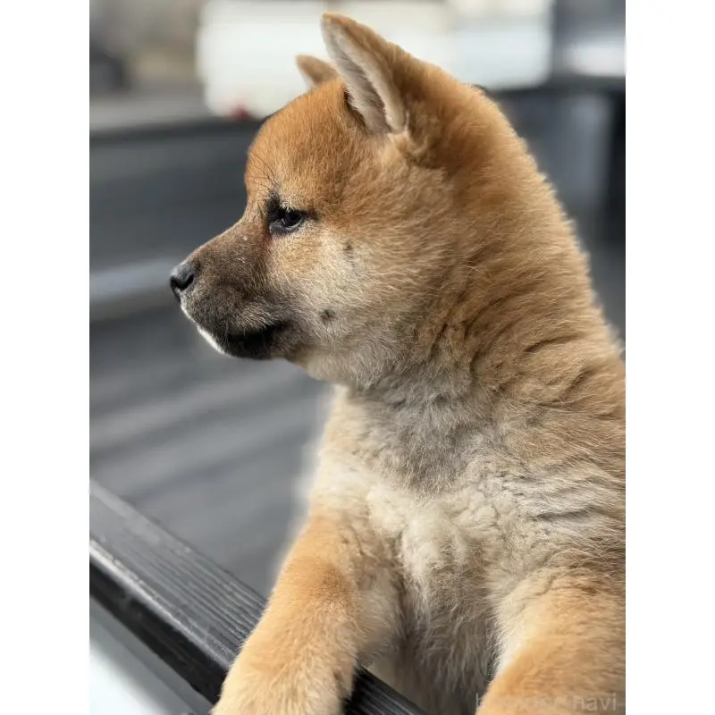 販売中の愛知県の柴犬-455916の4枚目