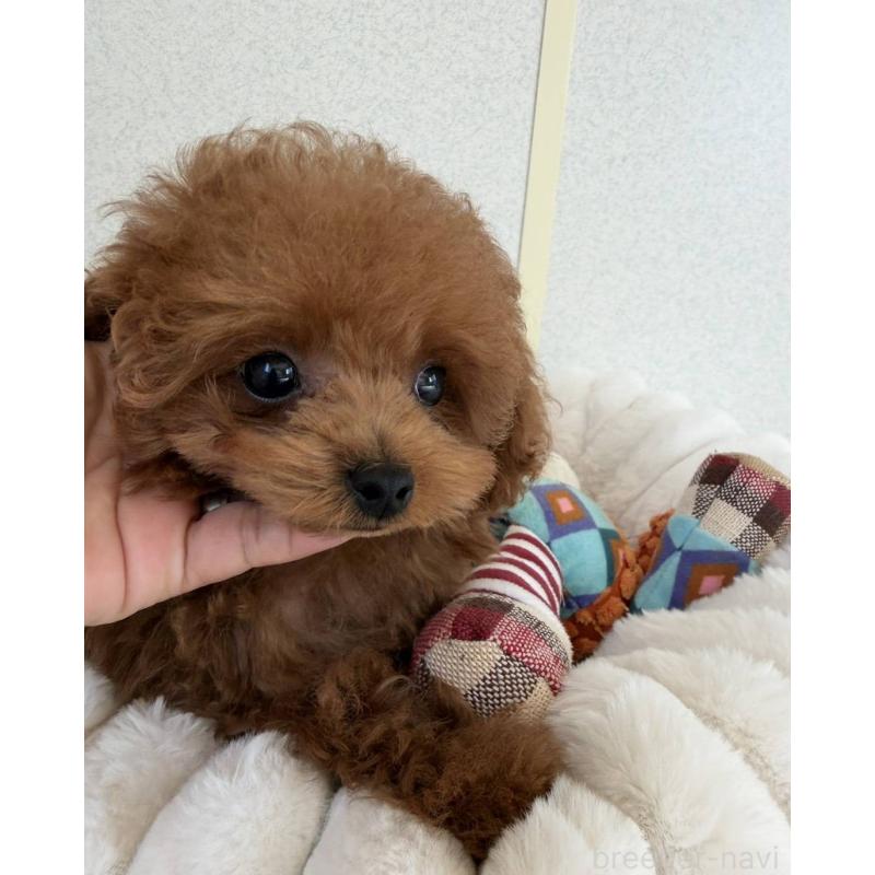 販売中の長崎県のティーカッププードル-455917の5枚目