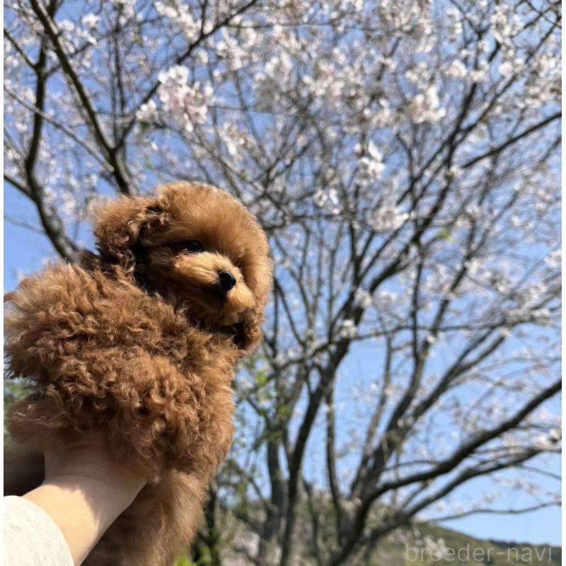 販売中の長崎県のティーカッププードル-455917の4枚目