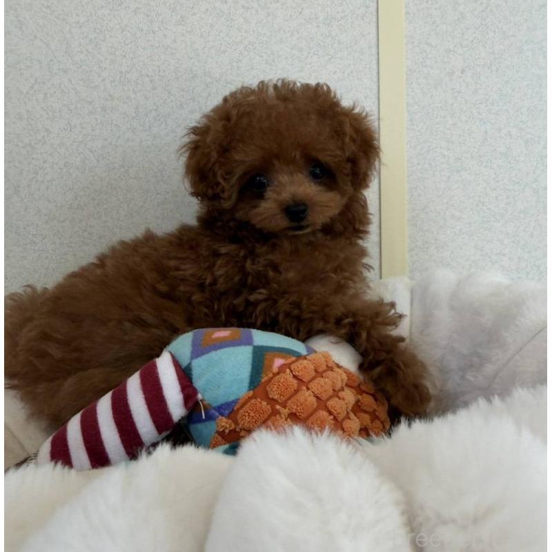 販売中の長崎県のティーカッププードル-455917の3枚目