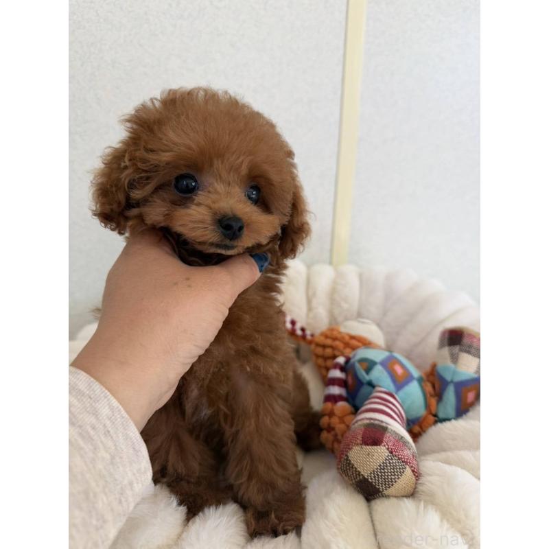 販売中の長崎県のティーカッププードル-455917の2枚目