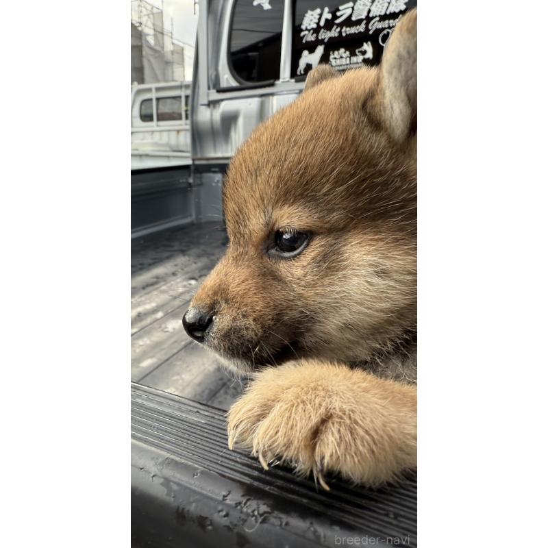 販売中の愛知県の柴犬-455920の5枚目