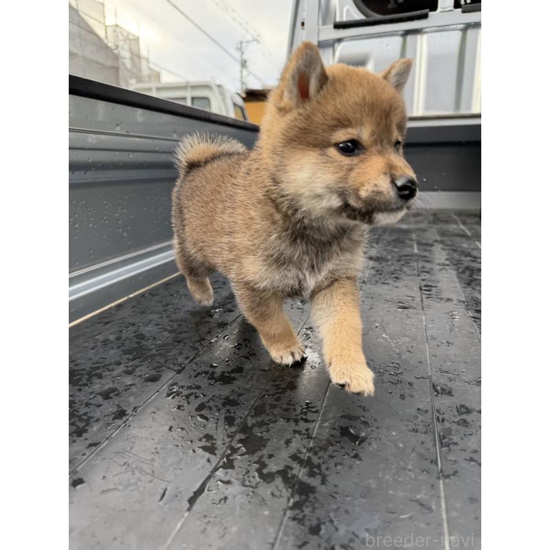 販売中の愛知県の柴犬-455920の4枚目