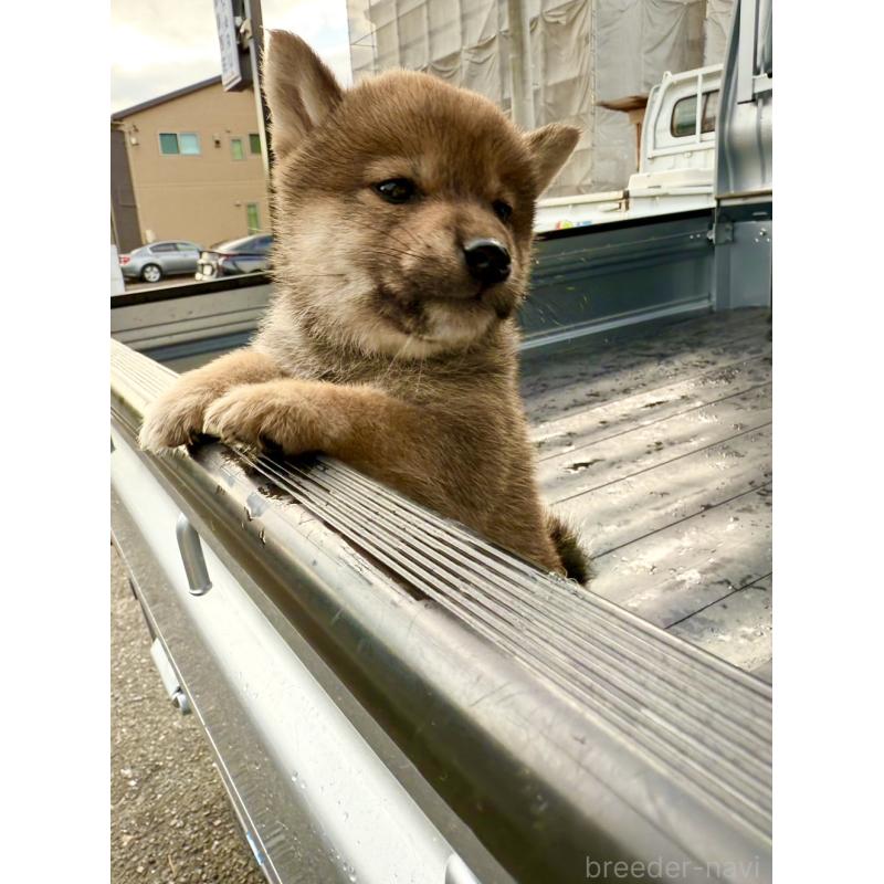 販売中の愛知県の柴犬-455920の3枚目