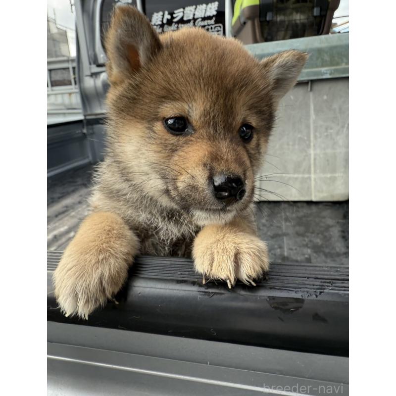 販売中の愛知県の柴犬-455920の2枚目