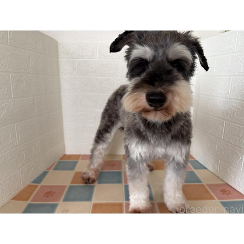 販売中の埼玉県のミニチュアシュナウザー-455924の11枚目