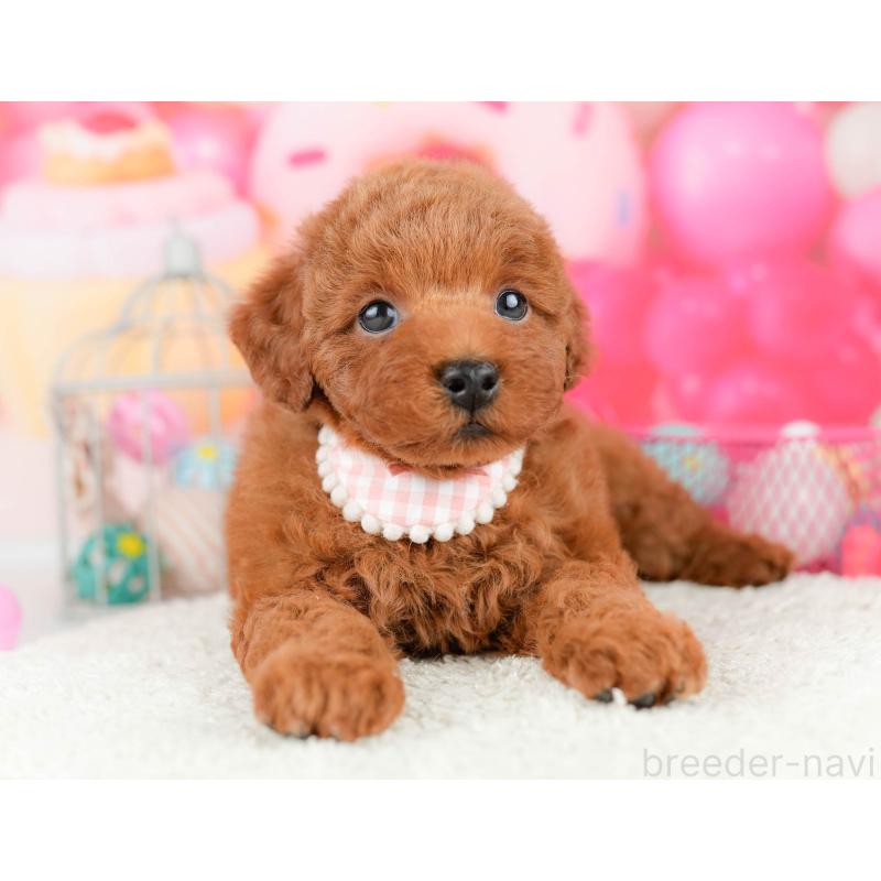 販売中の東京都のトイプードル-455921の8枚目