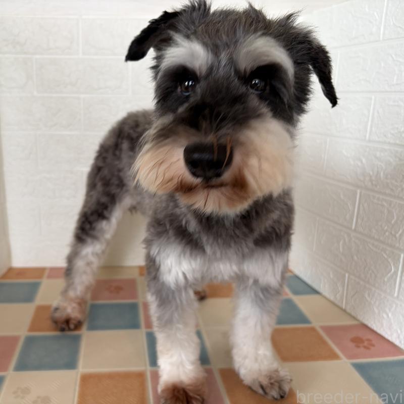 販売中の埼玉県のミニチュアシュナウザー-455924の10枚目