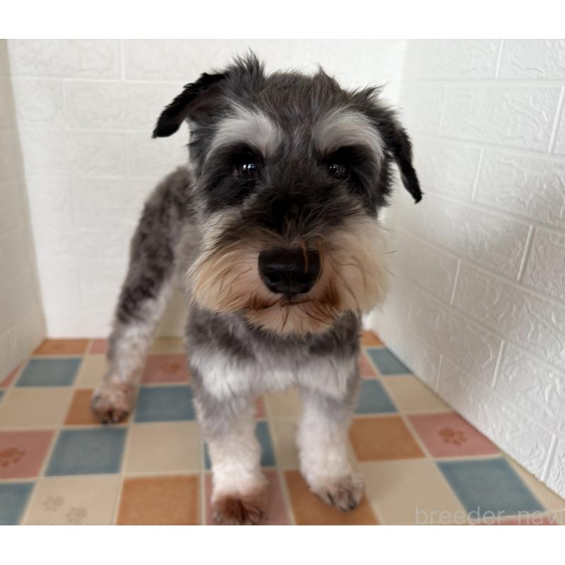 販売中の埼玉県のミニチュアシュナウザー-455924の9枚目