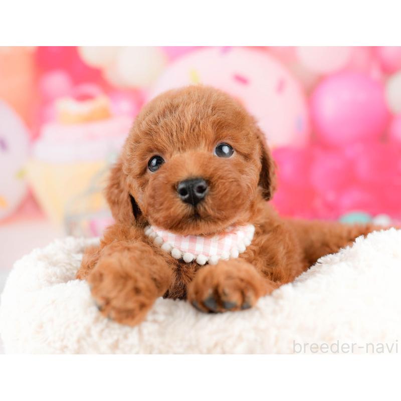 販売中の東京都のトイプードル-455921の7枚目