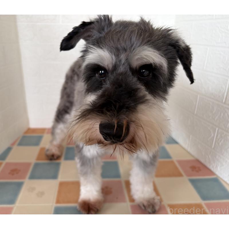 販売中の埼玉県のミニチュアシュナウザー-455924の8枚目