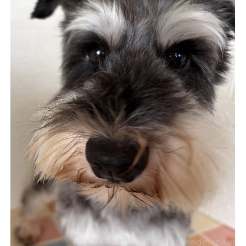 販売中の埼玉県のミニチュアシュナウザー-455924の7枚目