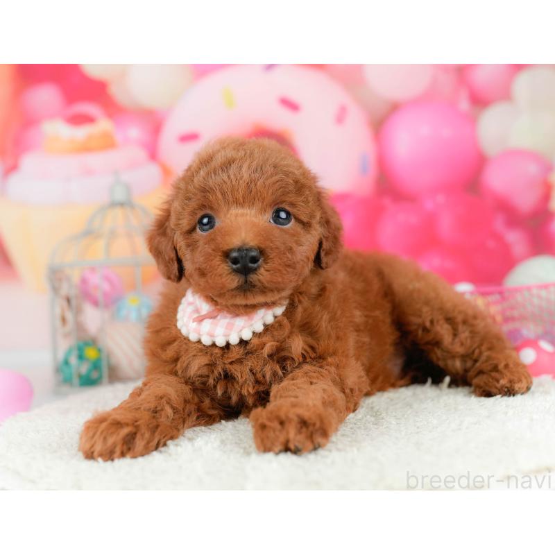 販売中の東京都のトイプードル-455921の5枚目