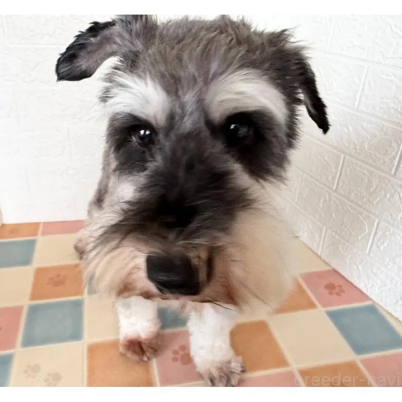 販売中の埼玉県のミニチュアシュナウザー-455924の6枚目