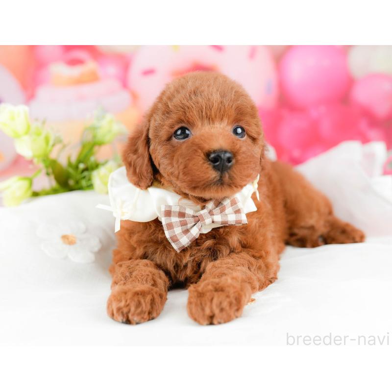 販売中の東京都のトイプードル-455921の3枚目