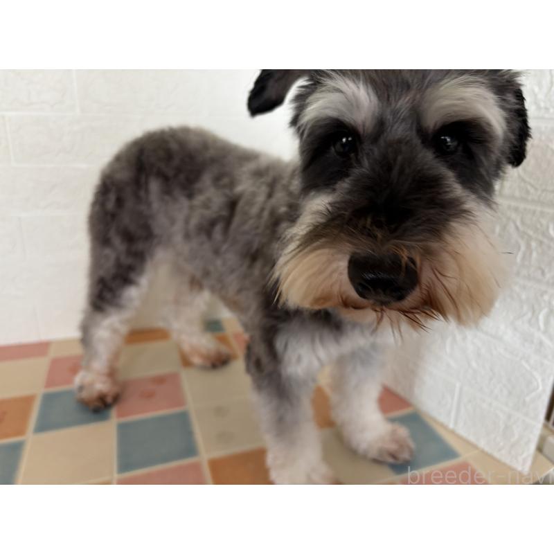 販売中の埼玉県のミニチュアシュナウザー-455924の5枚目