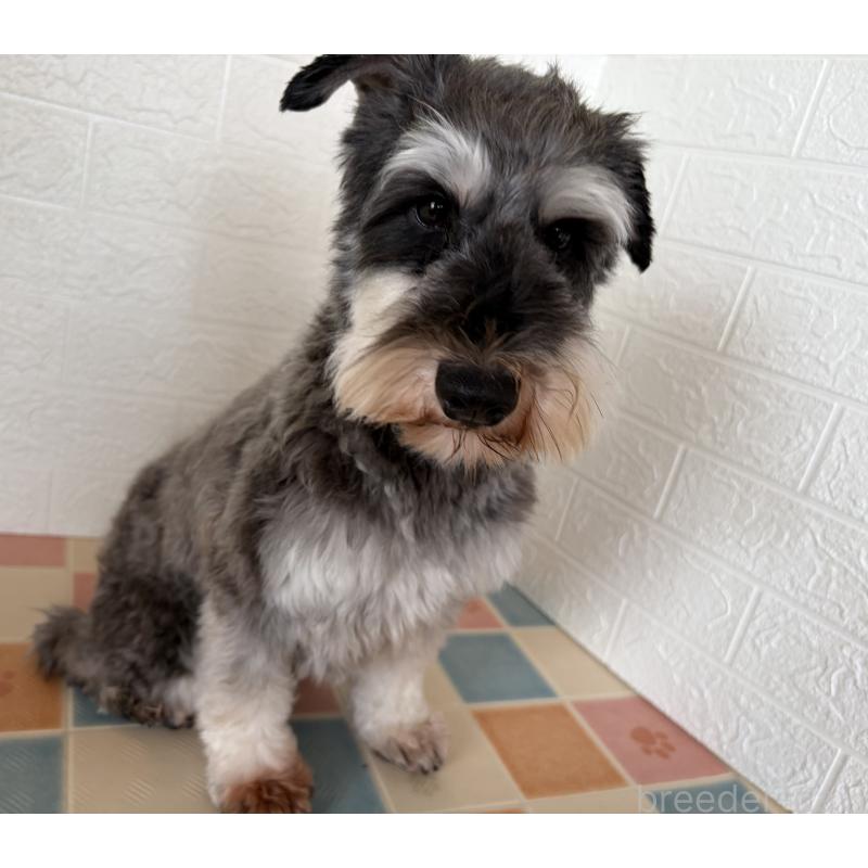 販売中の埼玉県のミニチュアシュナウザー-455924の4枚目