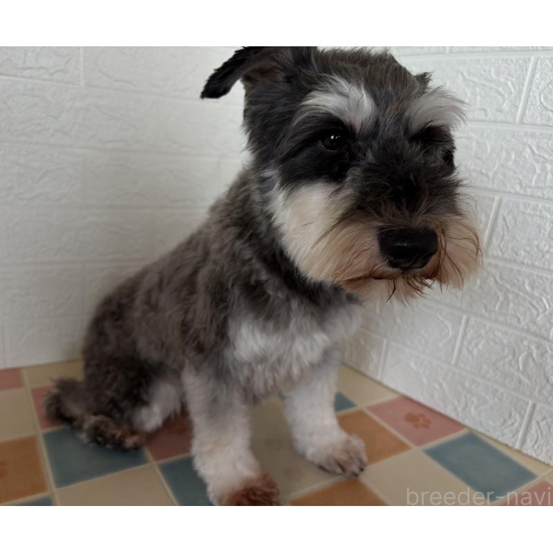 販売中の埼玉県のミニチュアシュナウザー-455924の3枚目