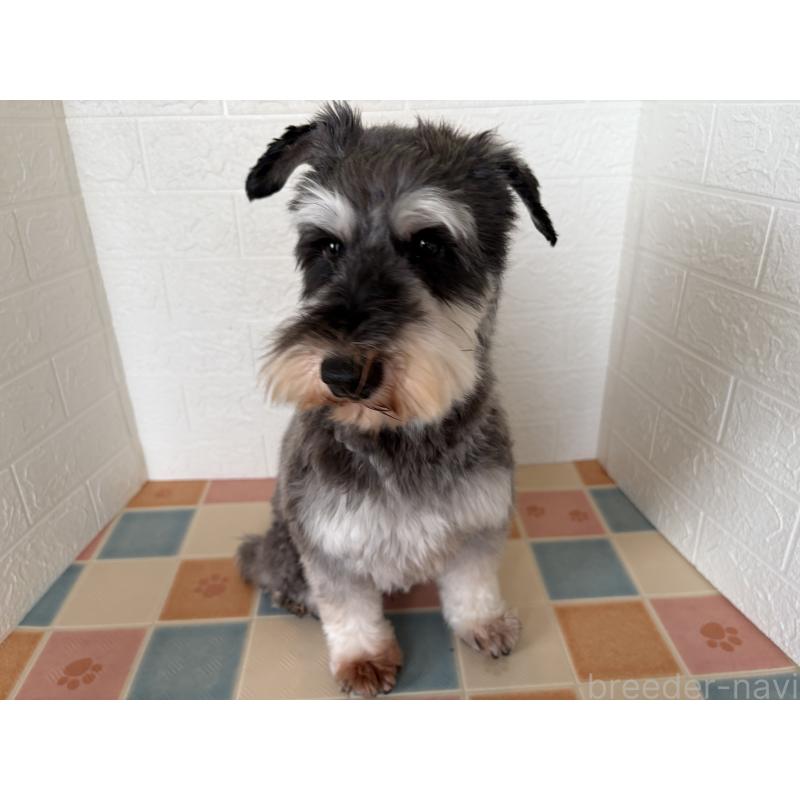 販売中の埼玉県のミニチュアシュナウザー-455924の2枚目