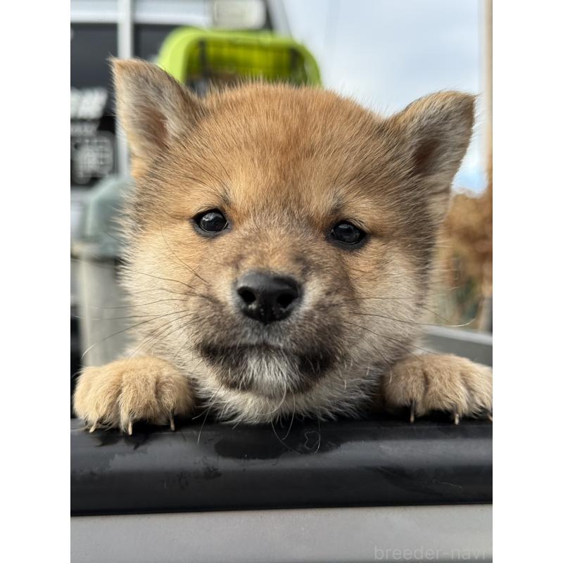 販売中の愛知県の柴犬-455922の4枚目