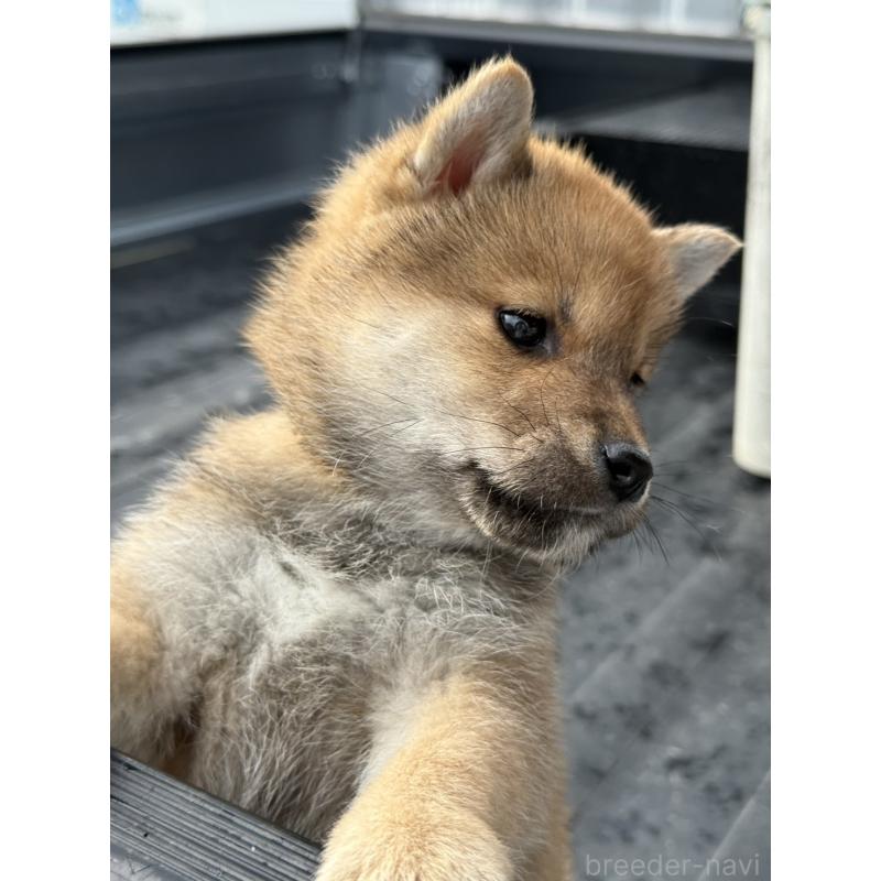 販売中の愛知県の柴犬-455922の3枚目