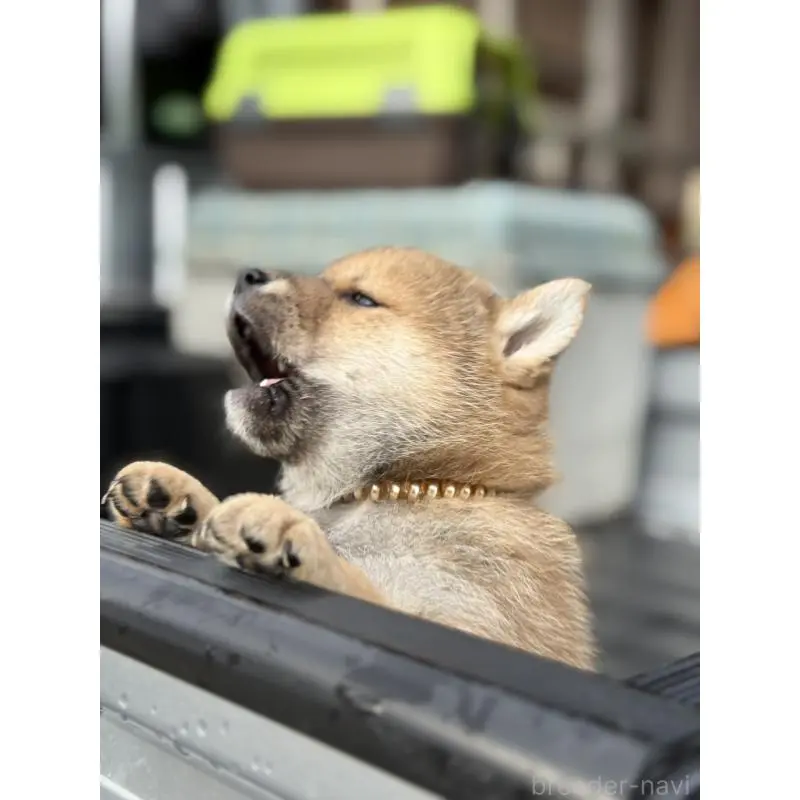 販売中の愛知県の柴犬-455922の2枚目