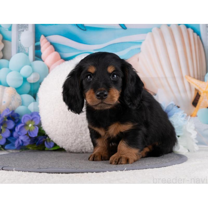 販売中の岐阜県のミニチュアダックスフンド(ロングヘアード)-455925の5枚目