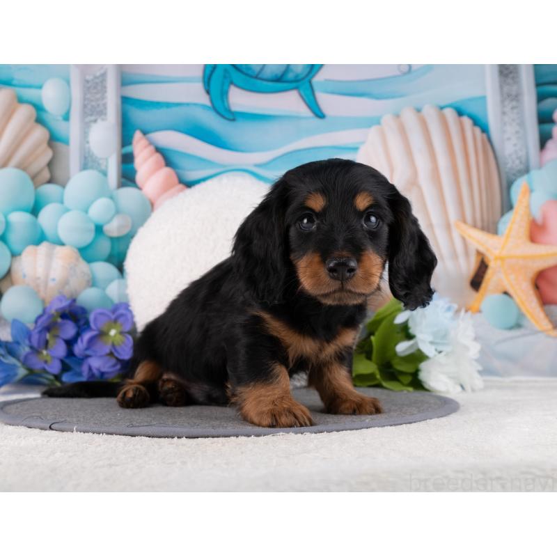 販売中の岐阜県のミニチュアダックスフンド(ロングヘアード)-455925の4枚目