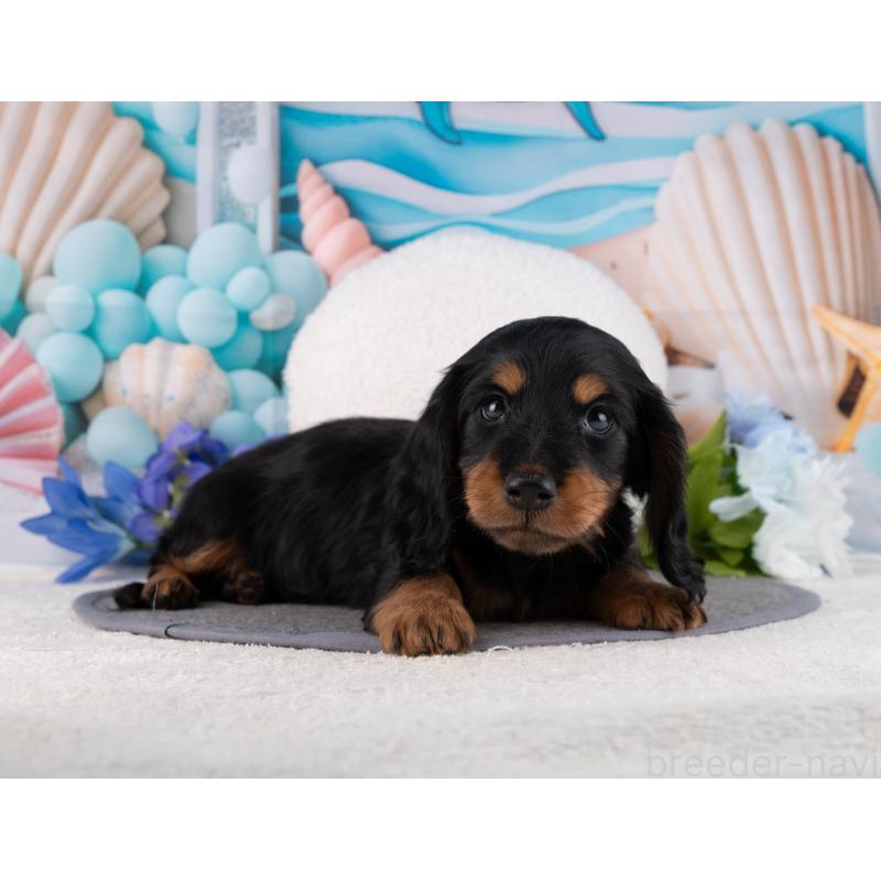 販売中の岐阜県のミニチュアダックスフンド(ロングヘアード)-455925の3枚目