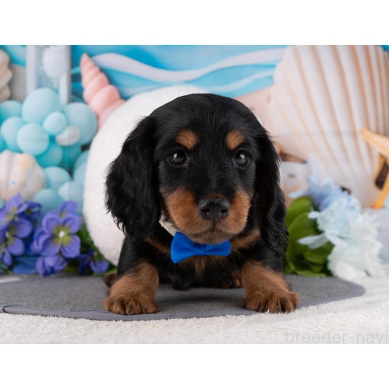 販売中の岐阜県のミニチュアダックスフンド(ロングヘアード)-455925の2枚目