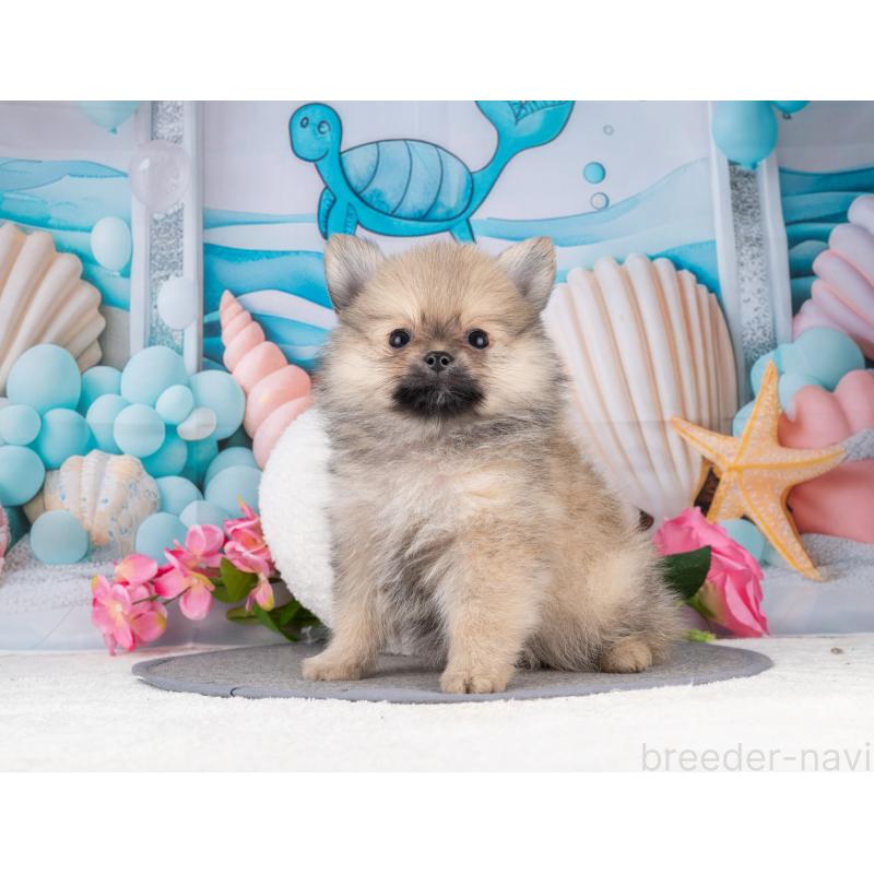 販売中の岐阜県のポメラニアン-455928の7枚目