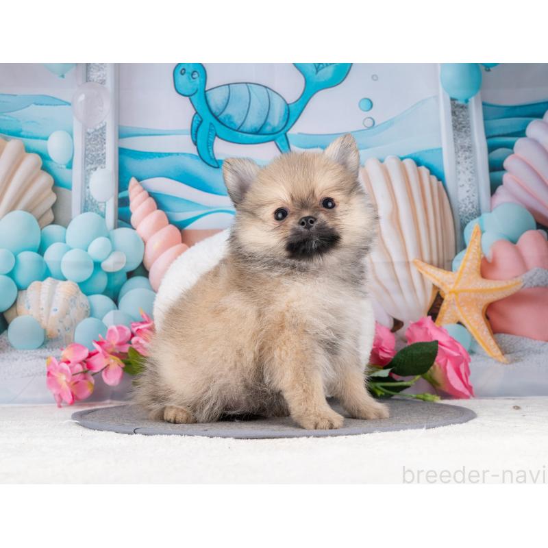 販売中の岐阜県のポメラニアン-455928の6枚目