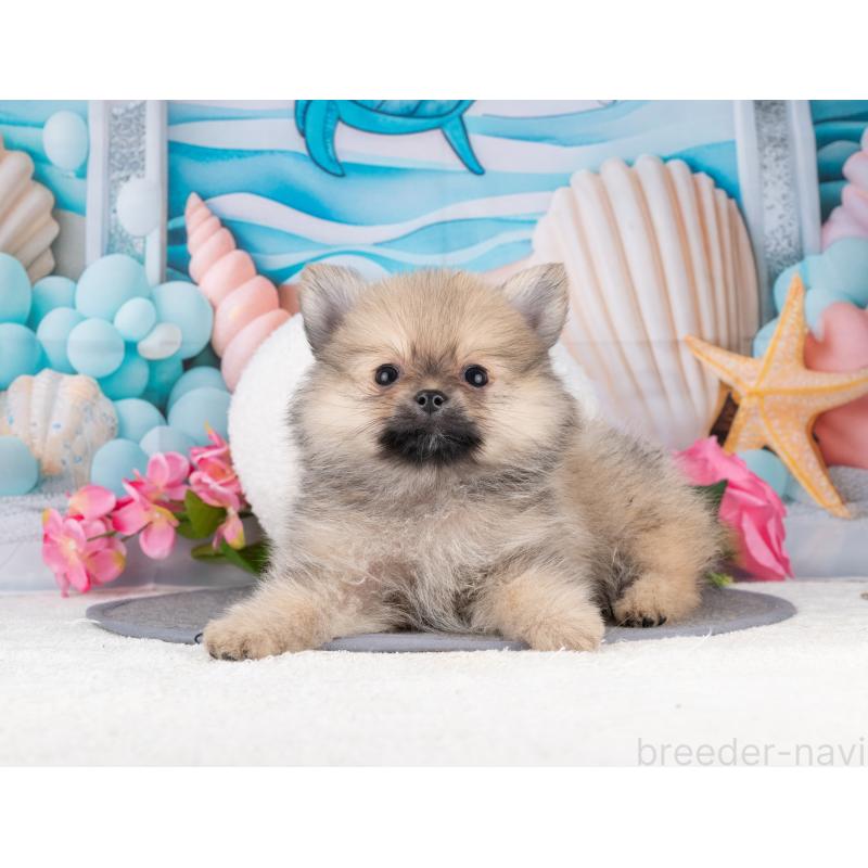 販売中の岐阜県のポメラニアン-455928の5枚目